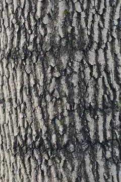 Oak tree bark texture background. Close up view. Stock Photos