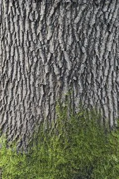 Oak tree bark texture background. Close up view. Stock Photos