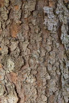 An oak tree bark texture background Stock Photos