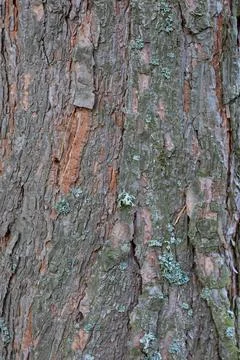 An oak tree bark texture background Stock Photos