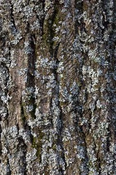 An oak tree bark texture background Stock Photos