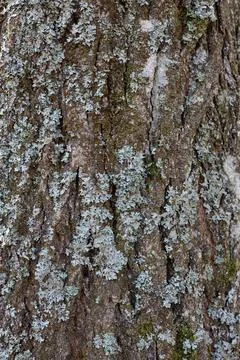 An oak tree bark texture background Stock Photos