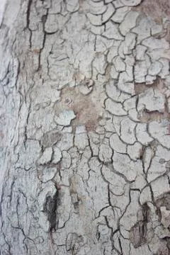 Oak tree bark texture close up view Stock Photos