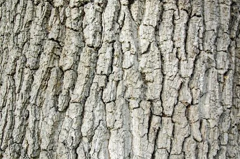 Oak Tree Bark Texture, Close Up Stock Photos