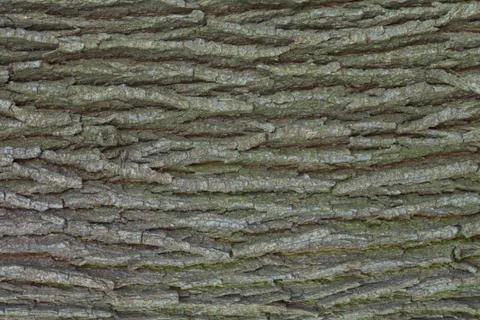 Oak tree bark texture Stock Photos