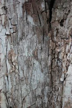 Oak tree bark texture Stock Photos
