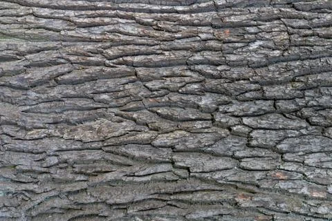 Oak tree bark texture. Tough rude wooded surface pattern. Oak bark wood backg Stock Photos