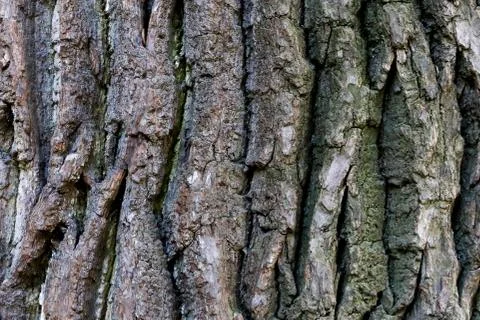 Oak tree bark texture. Tough rude wooded surface pattern. Oak bark wood backg Stock Photos