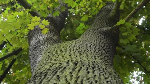 Oak tree bark trunk perspective look up close-up pov Stock Footage 131471774