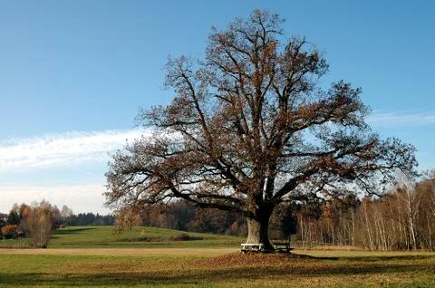 Oak tree with benches Foto stock