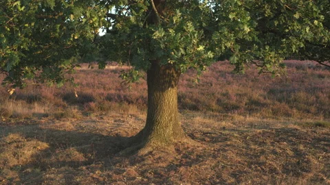 Oak tree between heather at sunset. Nice warm colors. Stock Footage 219479832