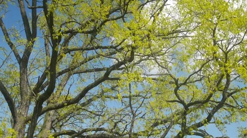 Oak tree bloom in early spring. Video stock 246729824