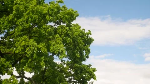 Oak tree bloom in early spring. Stock Footage 247956698