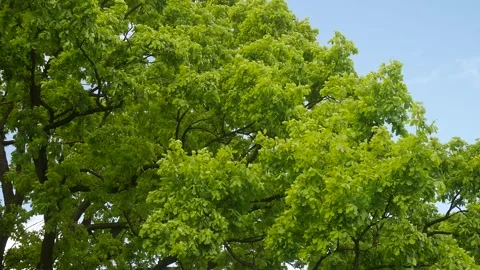 Oak tree bloom in early spring. Stock Footage 248431354