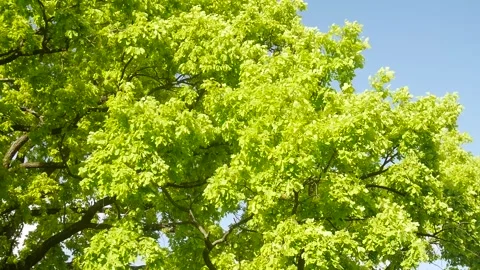 Oak tree bloom in early spring. Stock Footage 295834716