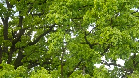 Oak tree bloom in early spring. Stock Footage 297249878