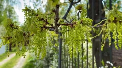 The oak tree blossoms in spring. Stock Footage 241163941