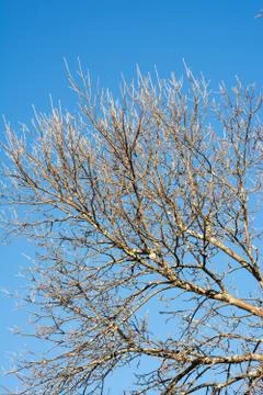 Oak tree with blue sky Stock Photos