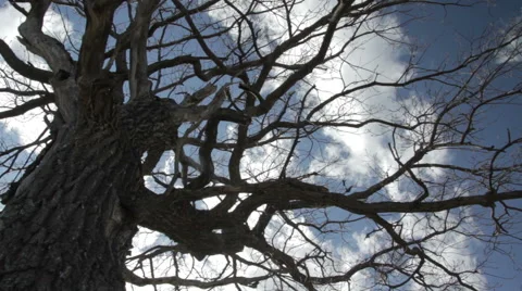 Oak Tree Bottom View Stock Footage 62553847
