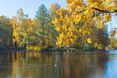 Oak tree branch bow down to a water in an autumn forest. fall colors.Autumn Stock-Fotos