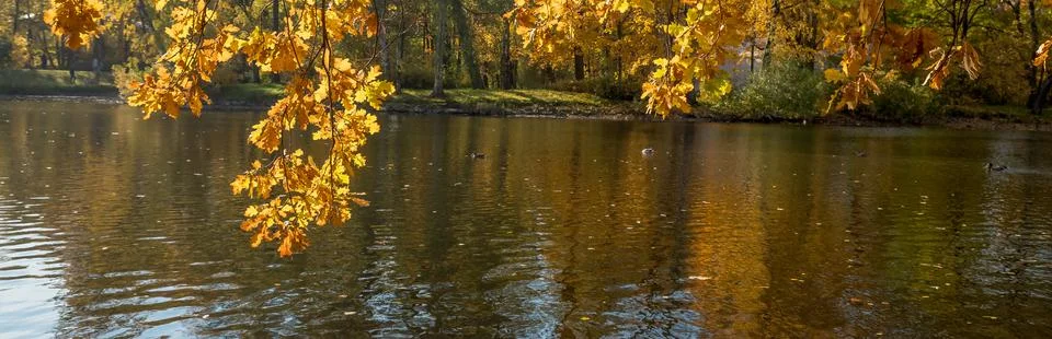 Oak tree branch bow down to a water in an autumn forest. fall colors.Autumn Stock Photos