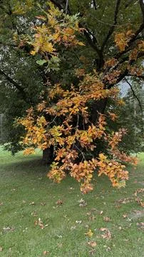 Oak tree branch with bright orange autumn leaves contrasting against green Stock Photos