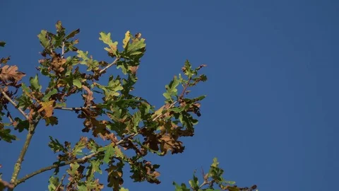 Oak tree branch brown orange leaves swaying breeze autumn England October 2017 Stock Footage 82381107