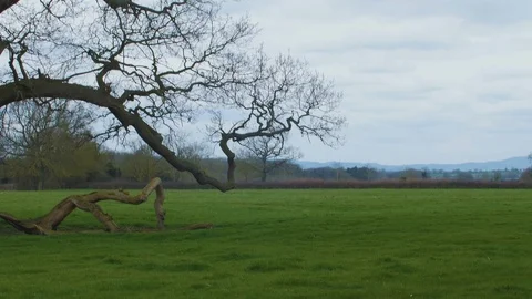 Oak Tree Branch in Field Video stock 88110870