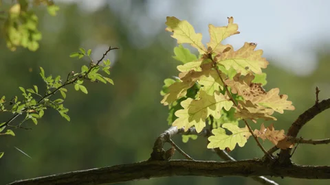 An Oak tree branch with green and yellow backlit leaves - close up. 4K tripod Stock Footage 219844346