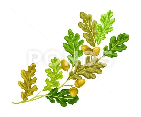 Oak Tree Branch with Green Leaves and Acorns Vector Illustration Stock Illustrationen