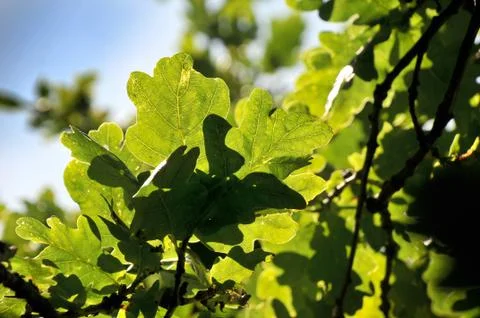 Oak tree branch Stock Photos