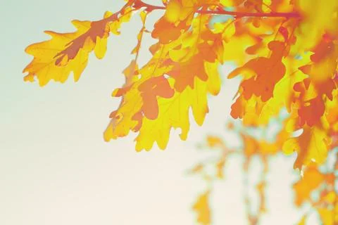 Oak tree branch Stock Photos