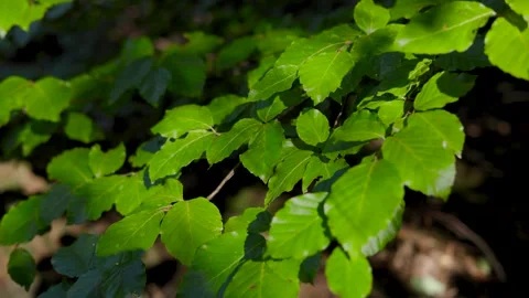 Oak Tree Branch Shimmering in Sunlight Video stock 316685190