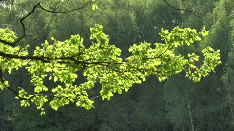 Oak Tree Branch Sunlight Breeze Stock Footage 50019220