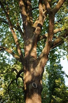 Oak tree branches and canopy basking in sun. Massive oak tree stretch twigs wide Stock-Fotos