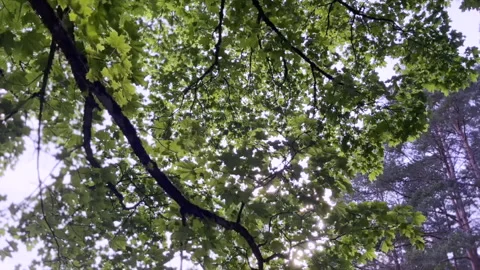 Oak Tree Branches and Leaves 4k Stock Footage 197047045
