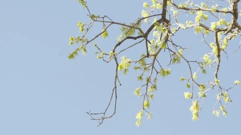 Oak tree branches budding against a blue early spring sky Stock Footage 331888318