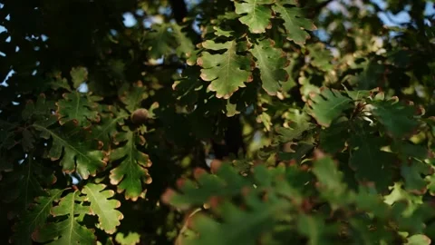 Oak tree branches with green leaves swaying in sunlight Stock Footage 347728664