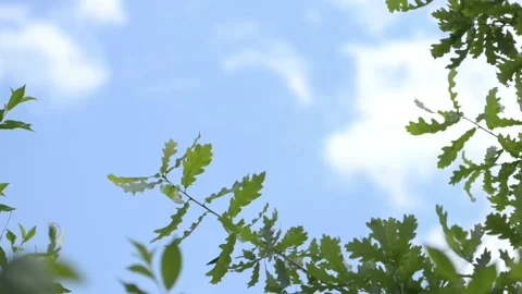 Oak tree branches swaying on the wind with sky background Stockbeeldmateriaal 95176012