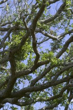 Oak tree branches trees  looking up into oak tree canopy Stock Photos