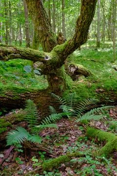 Oak tree broken branches lying over ground almost completly moss covered with Foto stock