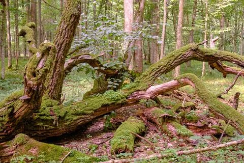 Oak tree broken branches lying over ground almost completly moss covered with Stock Photos