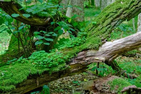 Oak tree broken branches lying over ground almost completly moss covered with Stock Photos