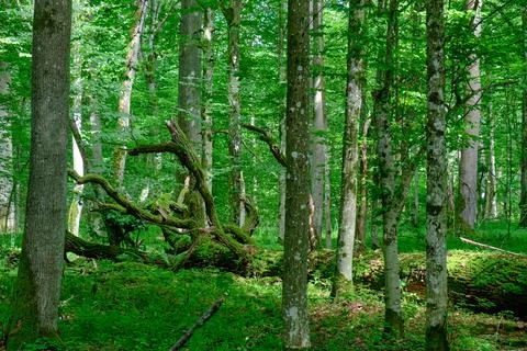 Oak tree broken branches lying over ground almost completly moss covered with Stock Photos