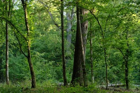 Oak tree broken lying in foreground and broken hornbeam moss wrapped in backg Foto stock