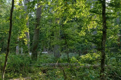 Oak tree broken lying in foreground and broken hornbeam moss wrapped in backg Stock Photos