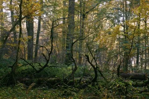 Oak tree broken lying over ground almost completly moss covered, Bialowieza F Stock Photos
