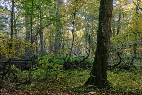 Oak tree broken lying over ground almost completly moss covered, Bialowieza F Stock Photos