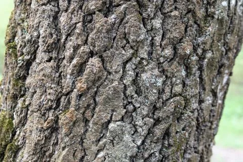 Oak tree, brown bark pattern, texture of wood. Afternoon oak forest Stock Photos