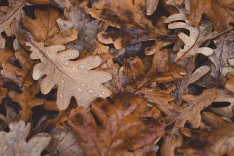 Oak tree brown leaves background texture, selective focus Stock Photos